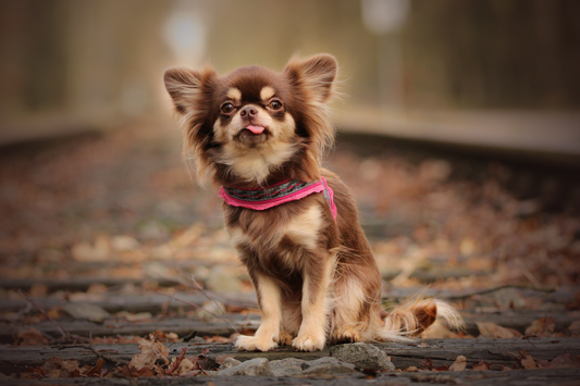 Tipps worauf Du achten solltest bei Hundegeschirre