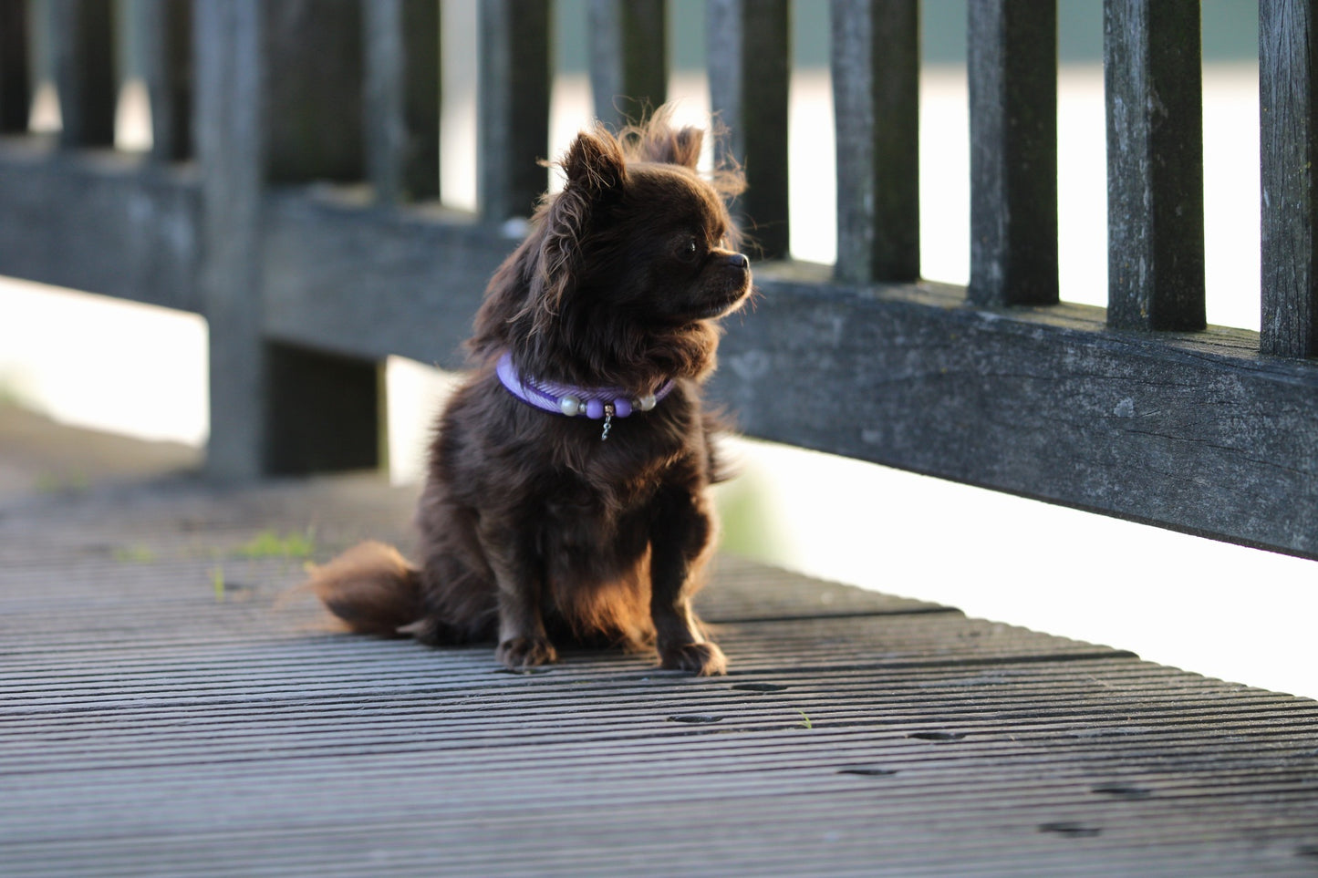 Chow-Chow Geschirr "Fishgrat" mit Perlenkette flieder/lila