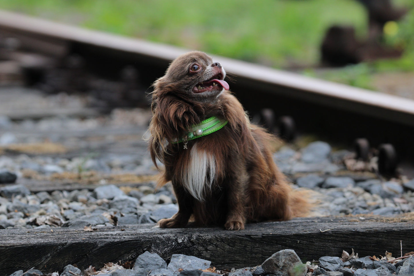 Chow-Chow Geschirr "Fishgrat" mit Perlenkette grün/weiß